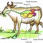 Ruminant Digestive System Diagram