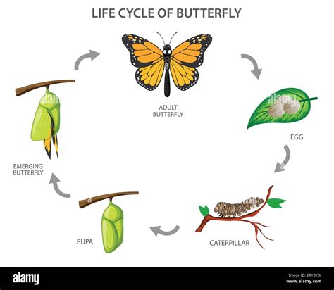 The Metamorphosis Of The Butterfly Egg Caterpillar Pupa Butterfly