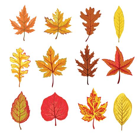 A Collection Of Fallen Autumn Leaves Of Different Shapes And Colors