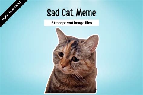 Sad Cat Meme Graphic By Pixtordesigns · Creative Fabrica