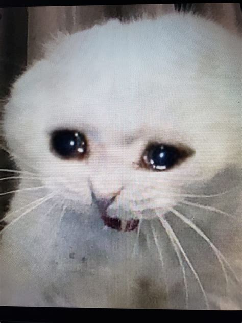 Sad Cat Meme Generator