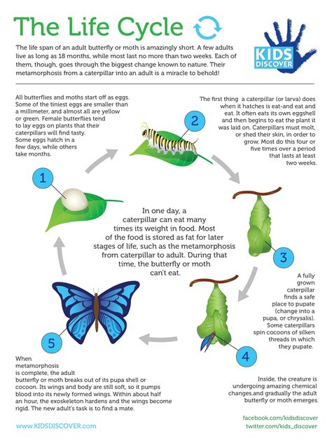 Infographic The Life Cycle Kids Discover Life Cycles Science Life