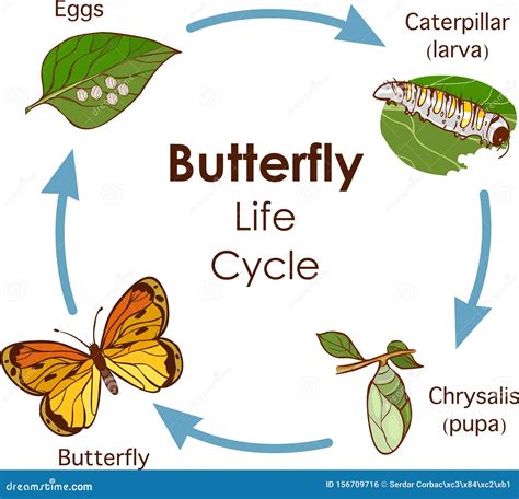 Butterfly Life Cycle Metamorphosis Vector 21792742