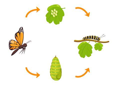 Butterfly Life Cycle Transformation Of Caterpillar From Cocoon Vector