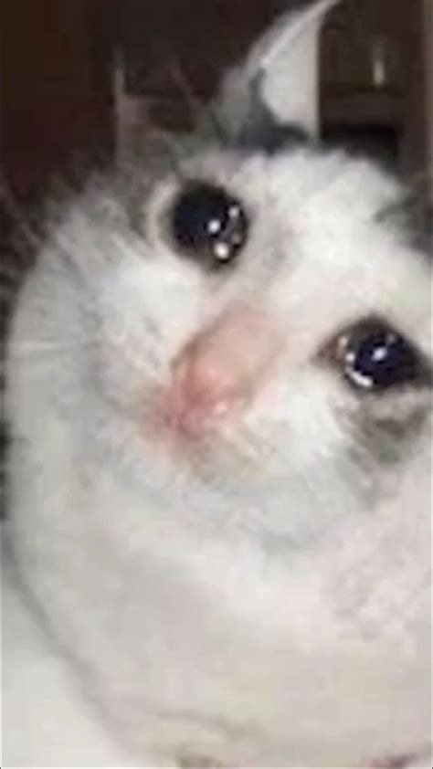 Crying Cat Meme Png And  Base Sad Meme Hd Phone Wallpaper Pxfuel