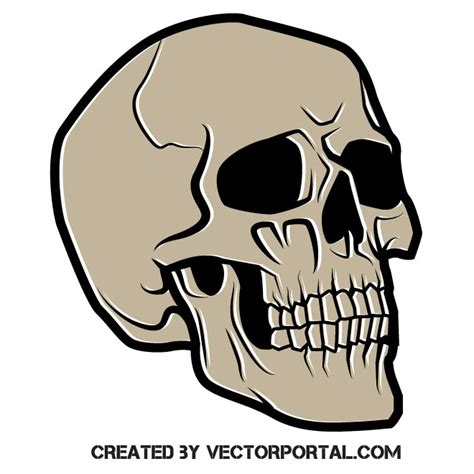 Human Skull Clip Art Royalty Free Stock Svg Vector And Clip Art