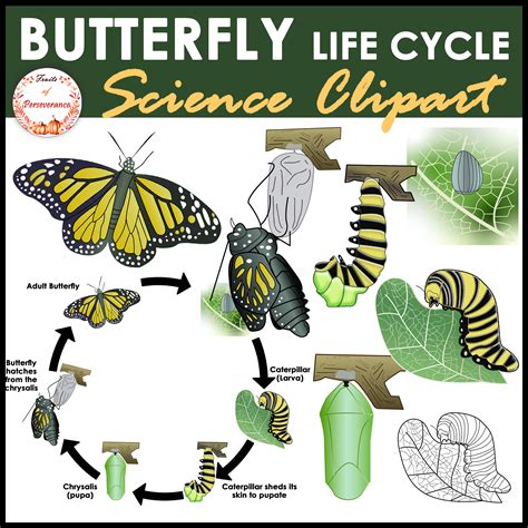 Butterfly Life Cycle