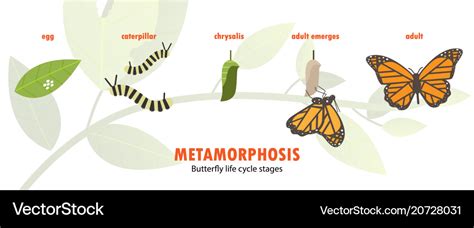 Butterfly Metamorphosis Life Cycle