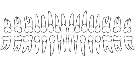 Printable Blank Tooth Chart