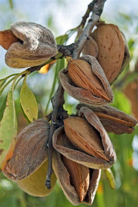 Almond Tree Hours