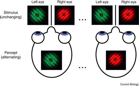 Binocular Rivalry Eye