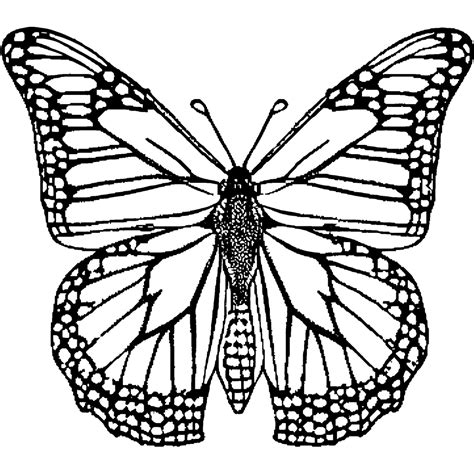 butterfly coloring pages