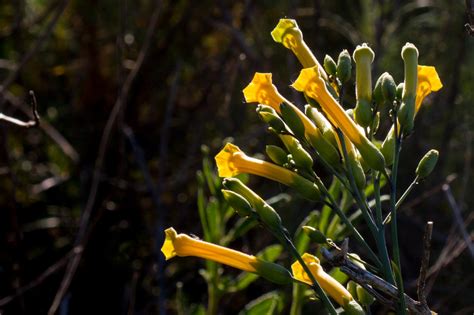 Tree Tobacco Habitat Requirements