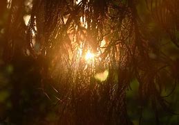 Image result for Branch and Leaf Silhouette