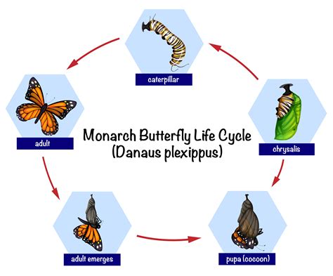 Monarch Butterfly Life Cycle 292870 Vector Art At Vecteezy