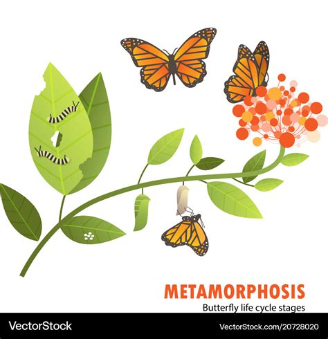 Butterfly Metamorphosis Life Cycle