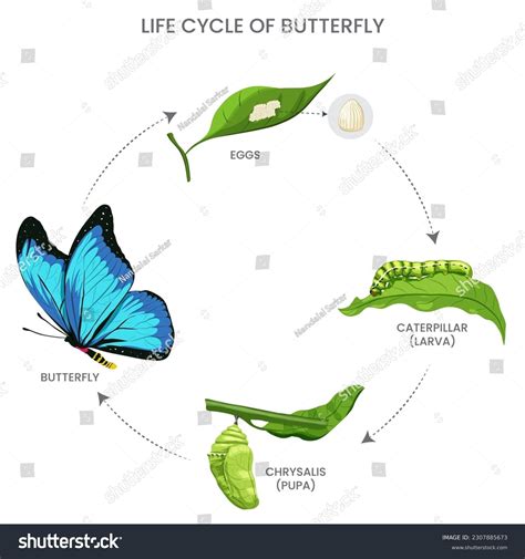 Metamorphosis Butterfly Cycle