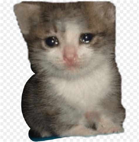 Sad Cat Meme Pfp