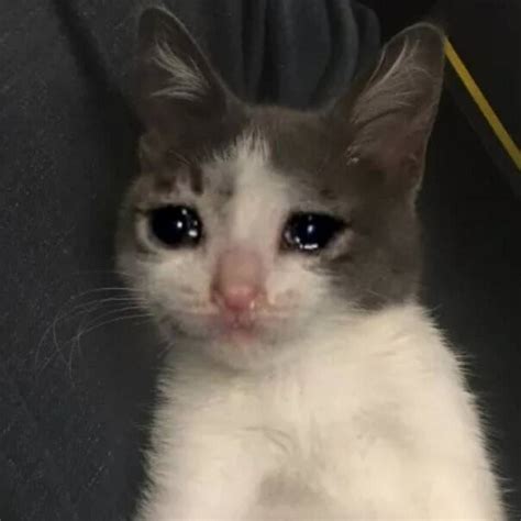 Create Meme Sad Cat Meme Cat Weeping Cats Pictures Meme