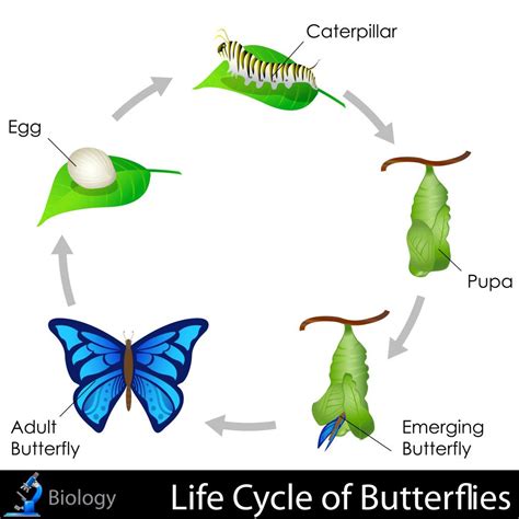 Pin On Biology