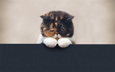 Sad Cat Wallpapers Top Free Sad Cat Backgrounds Wallpaperaccess