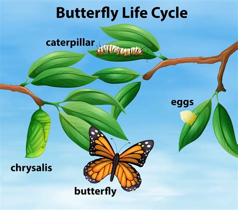 Butterfly Life Cycle Diagram 297460 Vector Art At Vecteezy