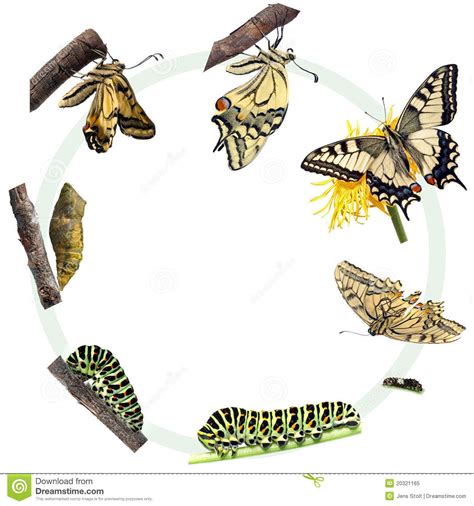 Swallowtail Butterfly Life Cycle I Dont Know How I Found That Grain