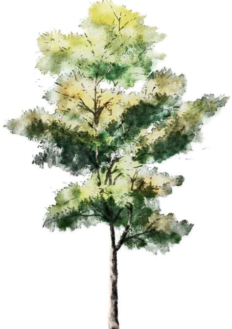 Watercolor Trees 007 Tags Tree Drawing Tree Drawing Tree Drawings With