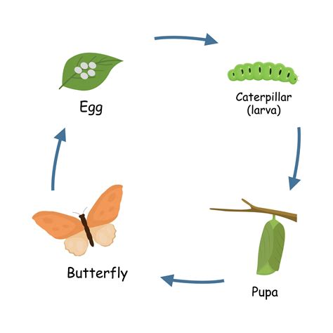 Metamorphosis Or Life Cycle Of Butterfly From Eggs Caterpillar Pupa