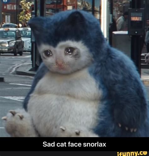 Cat Memes Face Sad Img Gimcrackery