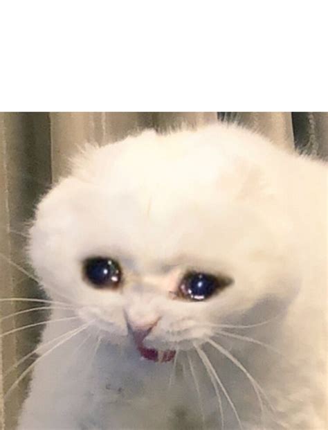 77 Crying Sad Cat Meme Template