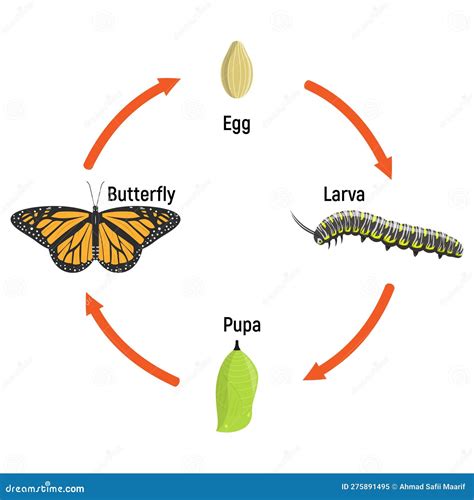 Butterfly Life Cycle Metamorphosis Stock Illustration Illustration Of