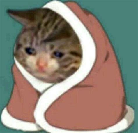 Saddest Cat Mascotas Memes Memes De Animales Tiernos Memes Lindos