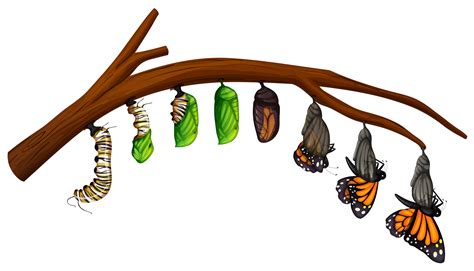 A Set Of Butterfly Life Cycle 296484 Vector Art At Vecteezy