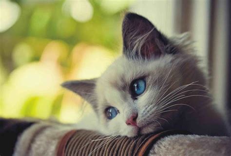 Crying Cat Wallpapers Top Free Crying Cat Backgrounds Wallpaperaccess