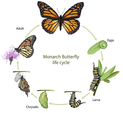 Metamorphosis Butterfly Cycle