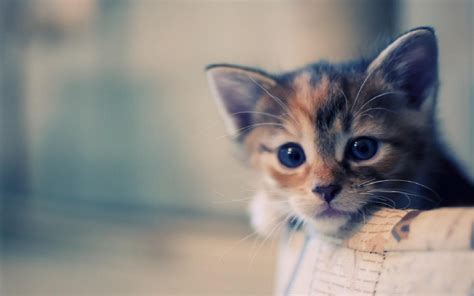 Crying Cat Wallpapers Wallpaper Cave