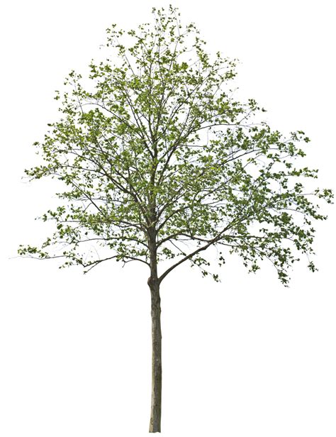 10 Tree Elevation PNG Files For Architecture Plans And Renderings