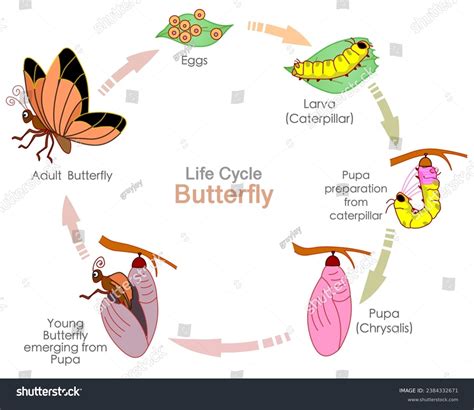 Butterfly Life Cycle Reproductive Metamorphosis Insects Stock Vector