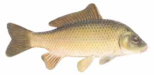 Sample illustration - common carp