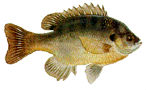 Sample illustration - bluegill