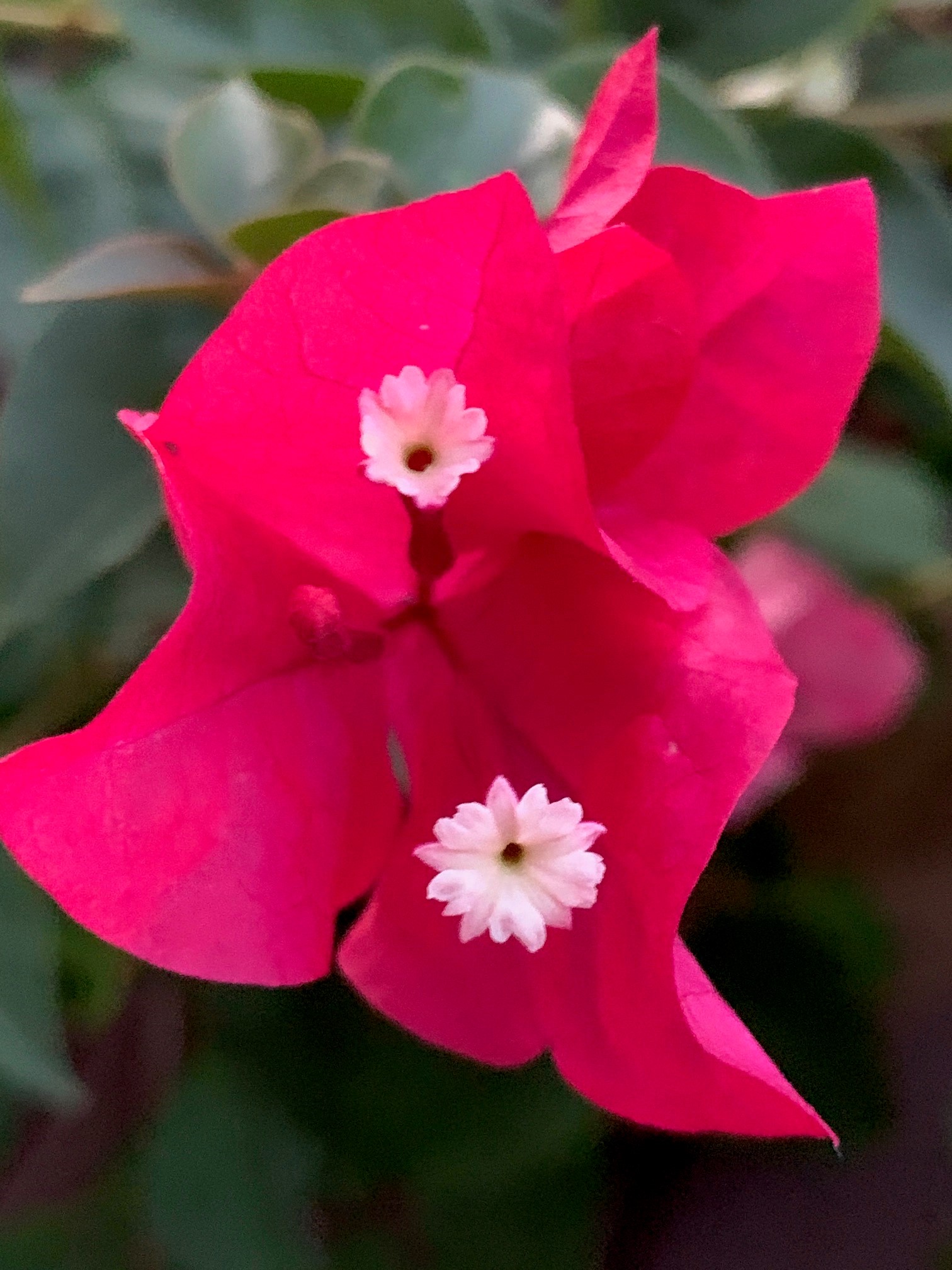 Bougainvillea Blooms Hill Country Covid Travel Experience