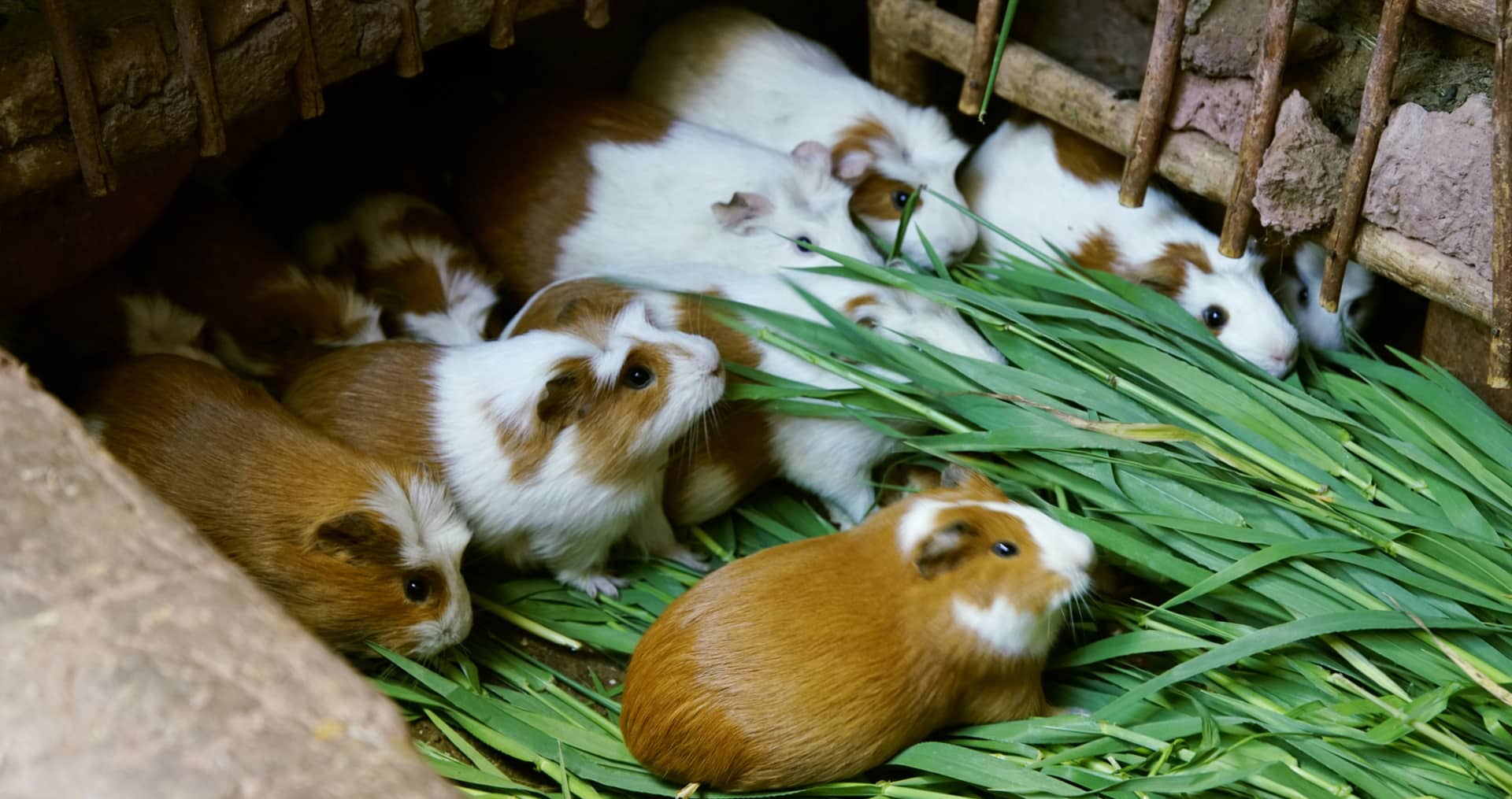 Best Guinea Pig Recipes