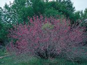 mexican buckeye tree