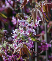 mexican buckeye flowers