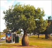 Nice Bottle Tree