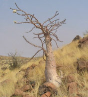 Bottle Tree Picture