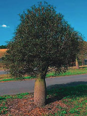 Bottle Tree