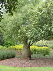 Bottle Tree Photo