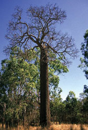 Bottle tree picture